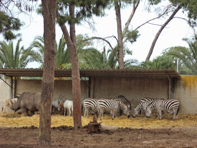 Activities in Tel Aviv: Ramat Gan Safari