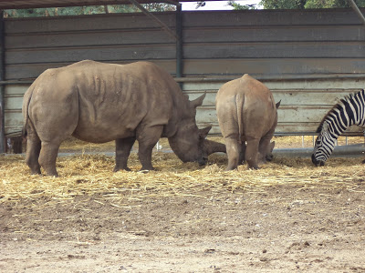 Activities in Tel Aviv: Ramat Gan Safari