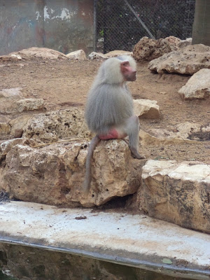 Activities in Tel Aviv: Ramat Gan Safari