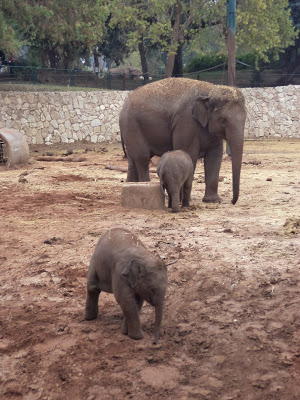 Activities in Tel Aviv: Ramat Gan Safari