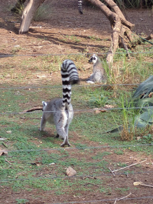 Activities in Tel Aviv: Ramat Gan Safari