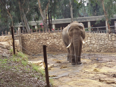 Activities in Tel Aviv: Ramat Gan Safari