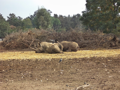 Activities in Tel Aviv: Ramat Gan Safari