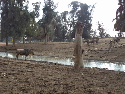 Activities in Tel Aviv: Ramat Gan Safari