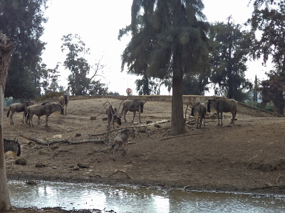 Activities in Tel Aviv: Ramat Gan Safari
