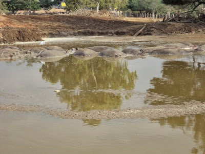 Activities in Tel Aviv: Ramat Gan Safari