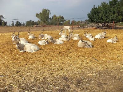 Activities in Tel Aviv: Ramat Gan Safari