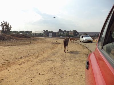 Activities in Tel Aviv: Ramat Gan Safari