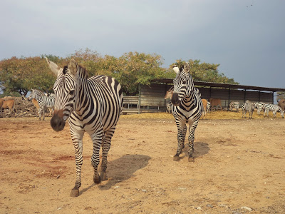 Activities in Tel Aviv: Ramat Gan Safari