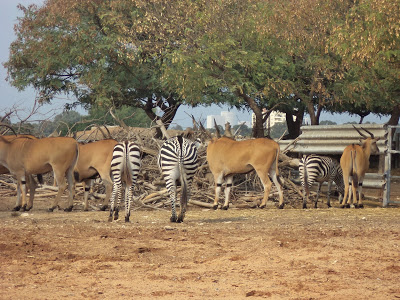 Activities in Tel Aviv: Ramat Gan Safari